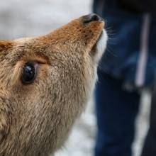 Reh im Tierpark Goldau