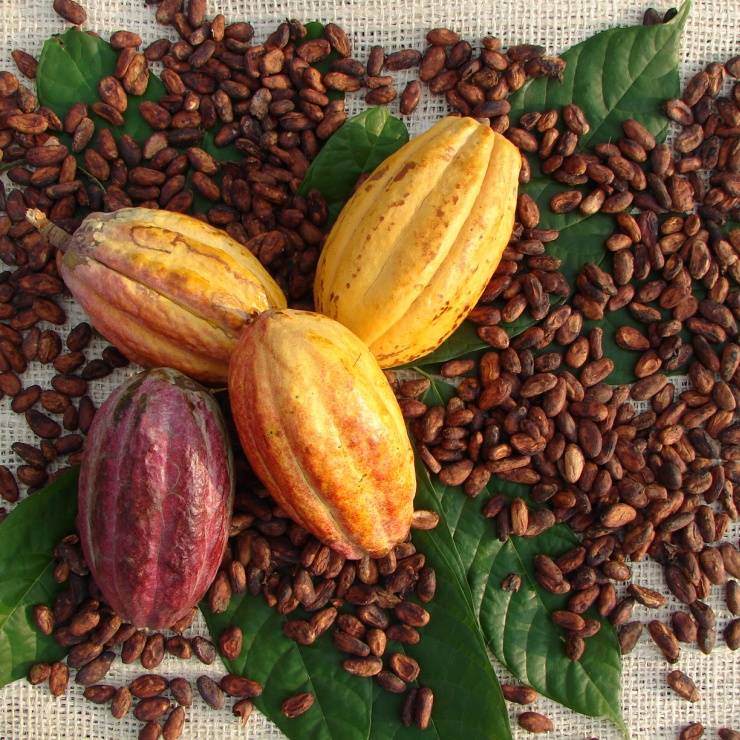 Ovomaltina - cacao certificato UTZ